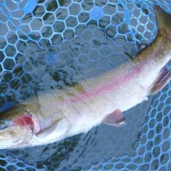 良型連発！ ～岡崎トラウトポンド～